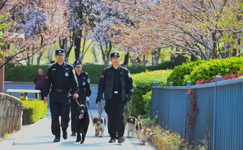 Умерла белуха Хвалдимир, которую в Норвегии сочли &laquo;российским шпионом&raquo;