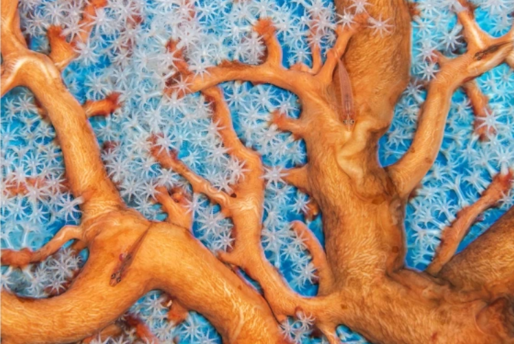 «Ъ» узнал о договоренностях «Транснефти» и «Роснефти» по «Дружбе»