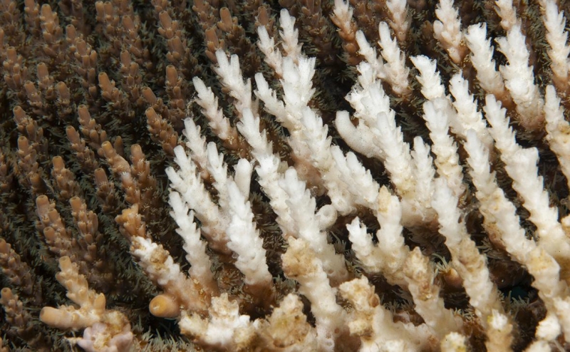 В Австралии предупредили об угрозе обесцвечивания для Барьерного рифа