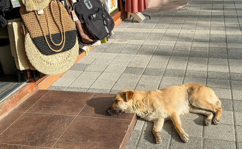 В Думе подготовили запрет выпускать бездомных собак в места отлова