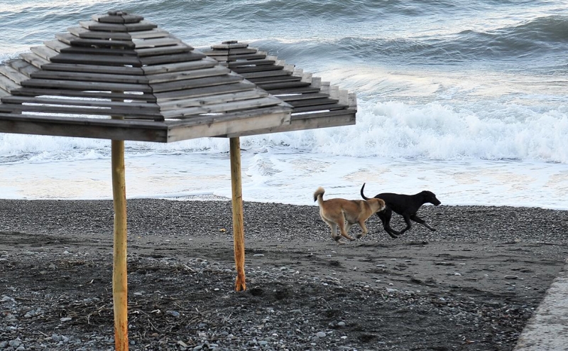 В Думе предложили ограничить статью о гуманном обращении с животными