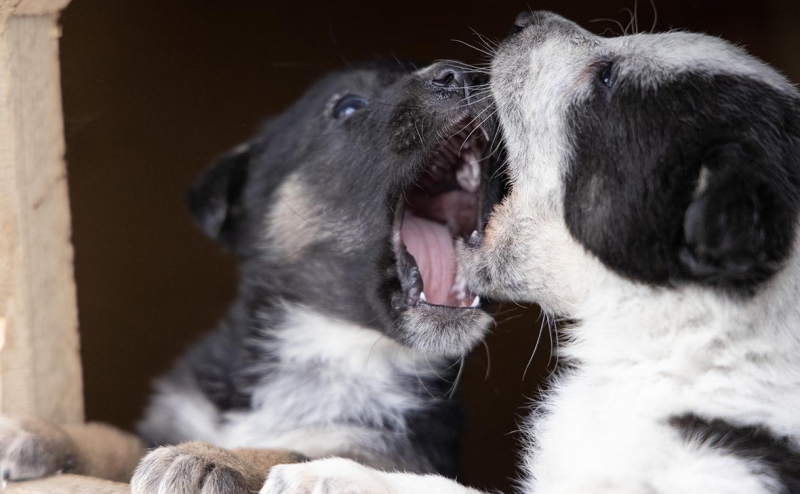 В Думе предложили ограничить статью о гуманном обращении с животными