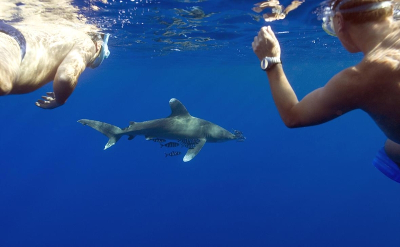 В Египте при нападении акулы погиб турист