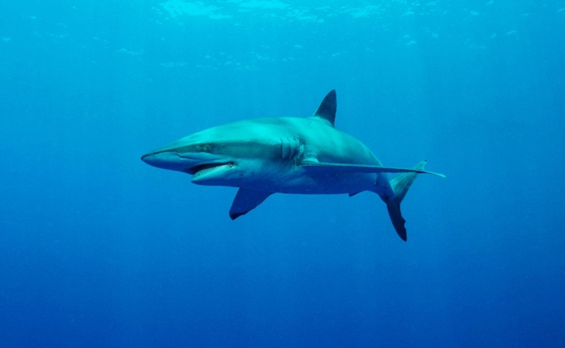 В Египте при нападении акулы погиб турист