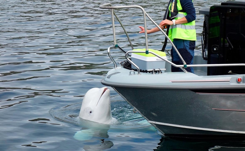 В Германии обнаружили российского велосипедиста на военном объекте