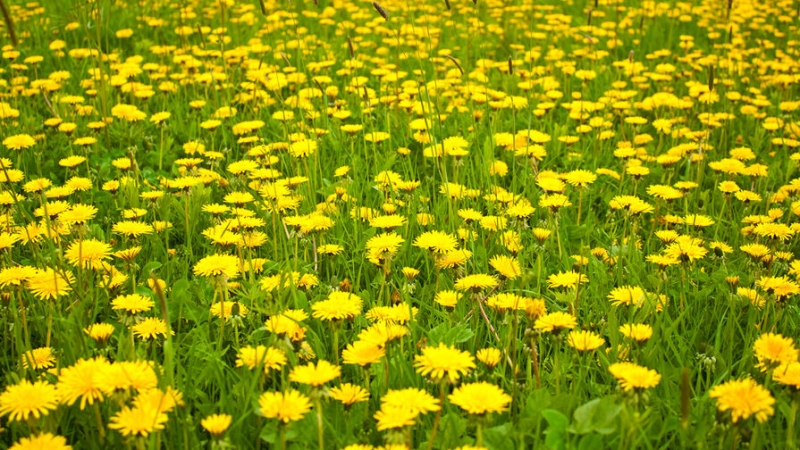 В Госдуме опровергли информацию о штрафах для дачников за сорняки на участке