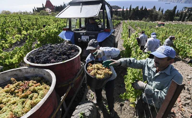 В Грузии запланировали снизить долю России в экспорте вина до 40%