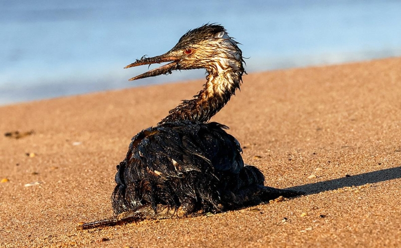 В Керчи ввели режим ЧС из-за разлива мазута с танкеров