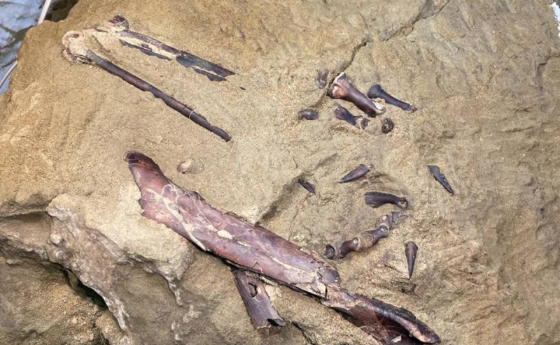 В Кузбассе описали динозавра, которому мог принадлежать найденный