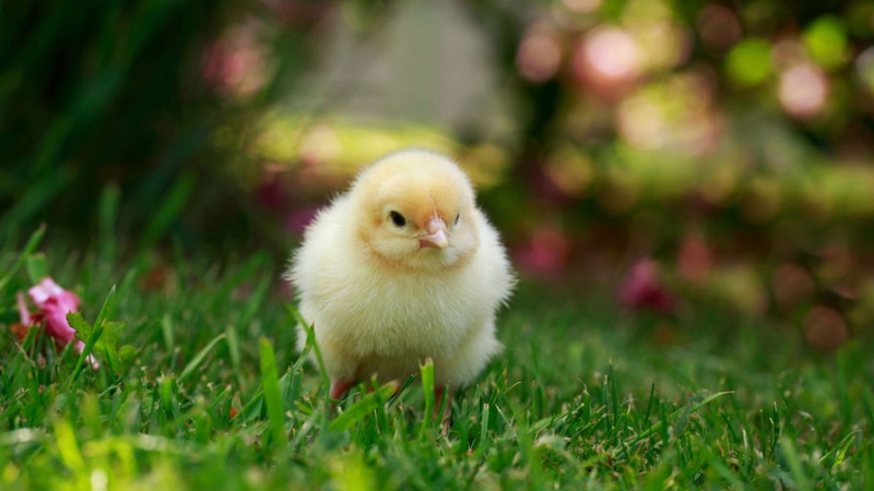 В Польше намерены уничтожить 6 млн голов птицы из-за птичьего гриппа