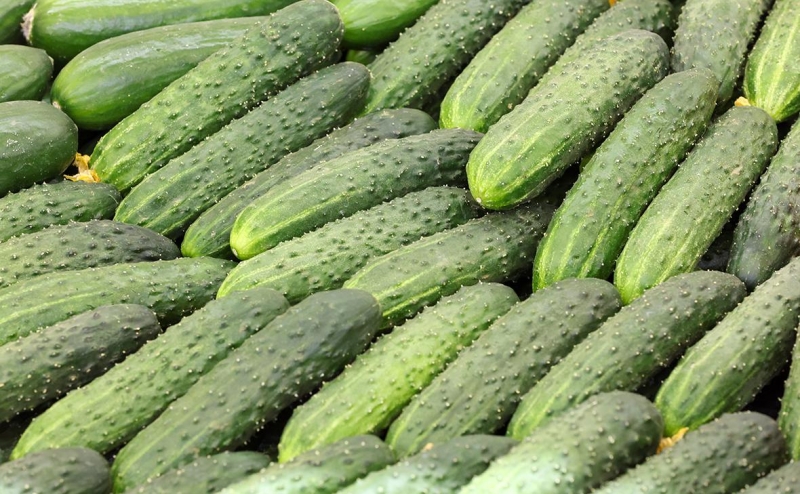 В Польше призвали запретить ввоз огурцов из России из-за рекорда