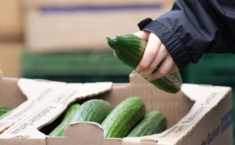 В Польше призвали запретить ввоз огурцов из России из-за рекорда