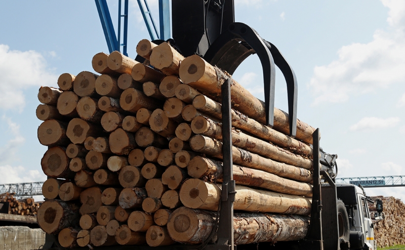 В России начал снижаться объем заготовки древесины