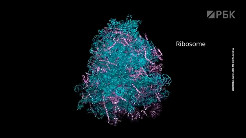 В ВОЗ заявили о выходе мира на плато по заболеваемости COVID-19