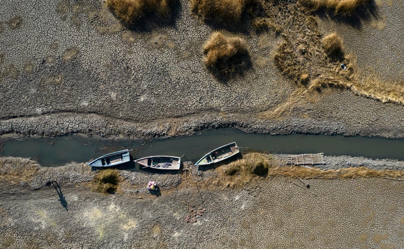 В Зимбабве убьют 200 слонов из-за последствий засухи