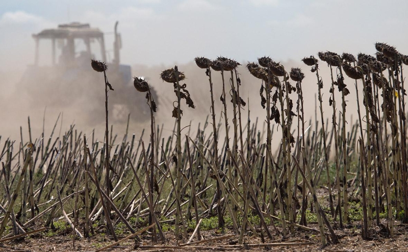 Власти продлят действие пошлин на экспорт подсолнечного масла