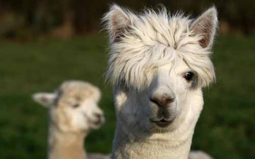 Власти рассказали о «взвешенной» вакцинации кошек в России