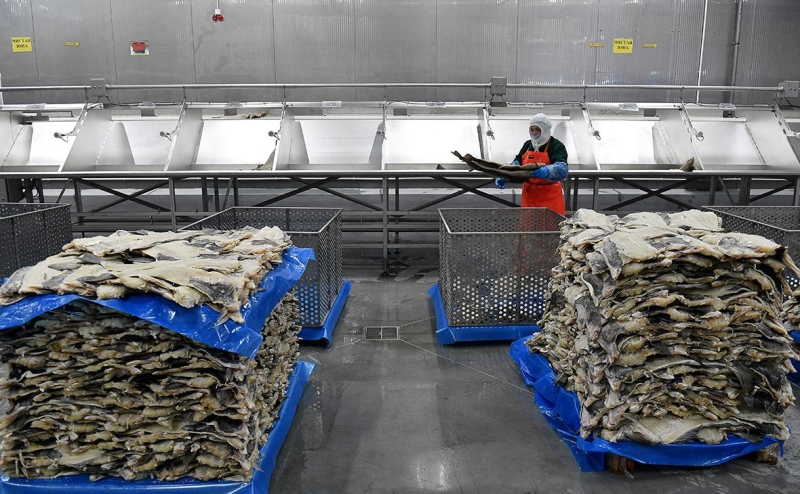 Власти рассмотрят запрет на промышленный вылов семги в Белом море