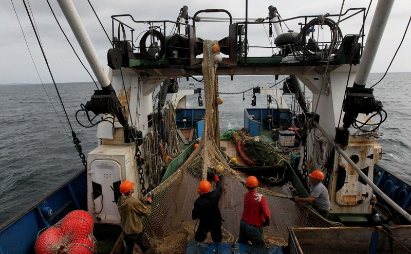 Власти рассмотрят запрет на промышленный вылов семги в Белом море