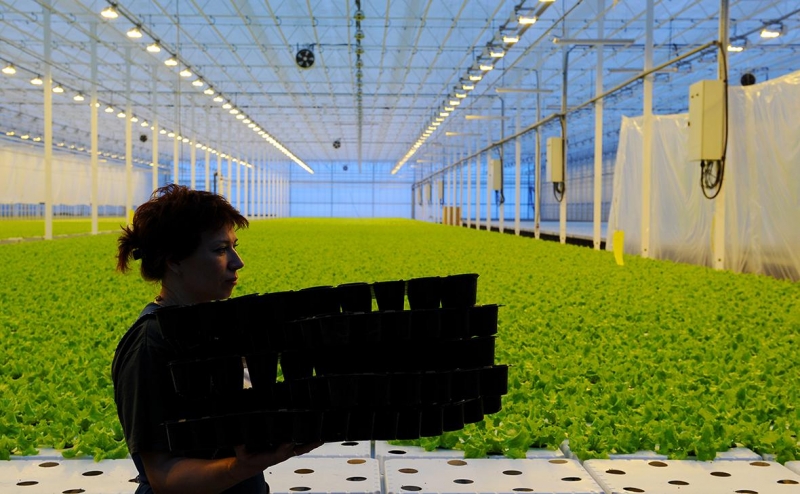 Власти решили создать национального дистрибьютора продовольствия