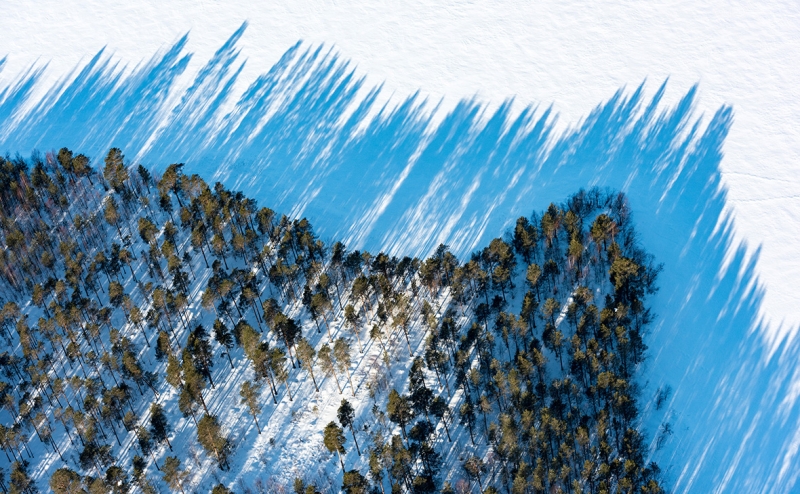 Власти внедрят в законодательство понятие «лесоклиматические проекты»