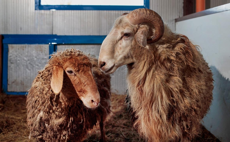 Водочный магнат Шефлер заложил британские активы владельцу
