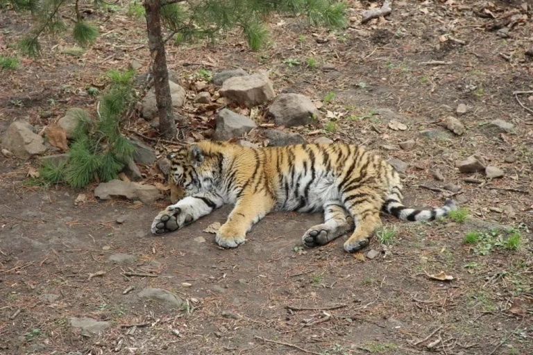 Военные объявили об окончании операции после столкновений в Триполи