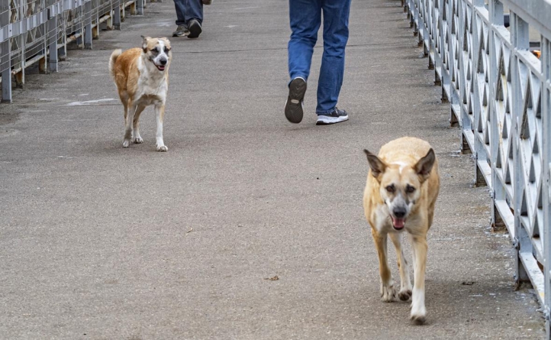 Володин, Клишас и Останина поспорили из-за закона об эвтаназии собак