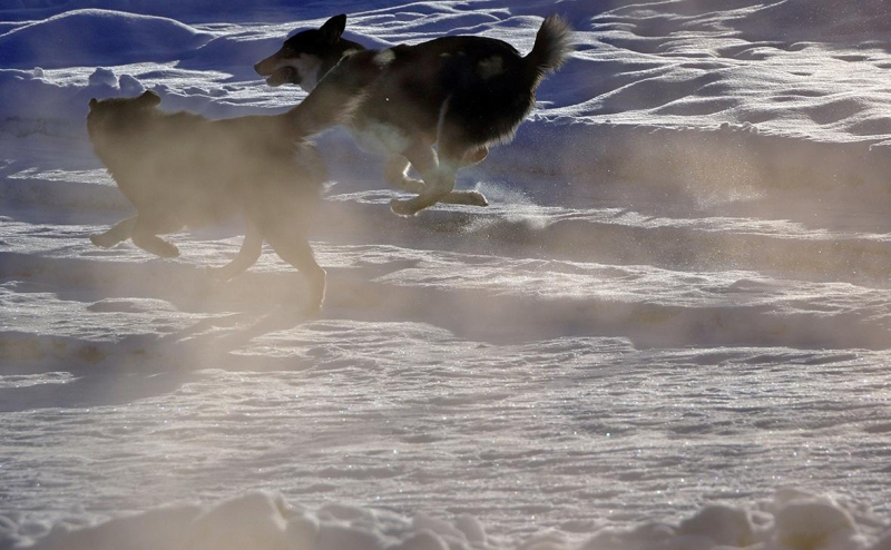 Володин, Клишас и Останина поспорили из-за закона об эвтаназии собак
