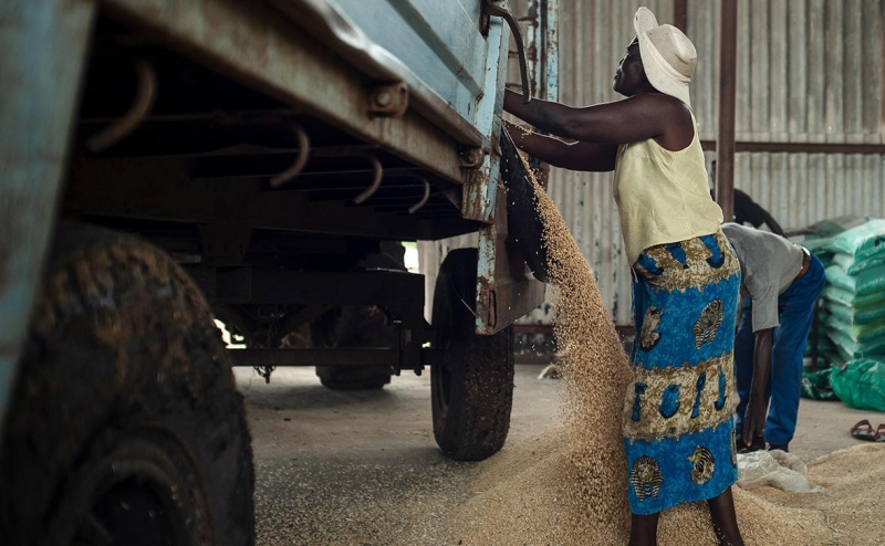 WSJ узнала о плане США по экспорту зерна с Украины без участия России