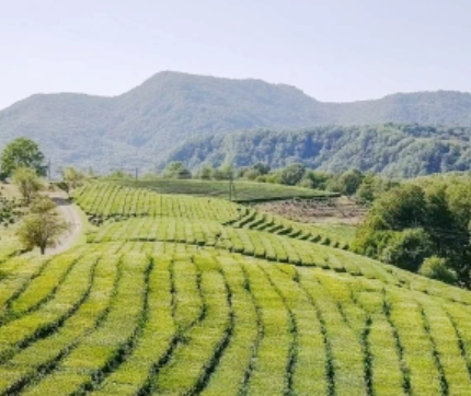 Забастовка в Голливуде обошлась экономике Калифорнии в $5 млрд