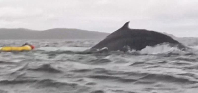 Зачем Трампу понадобился свой фонд национального благосостояния