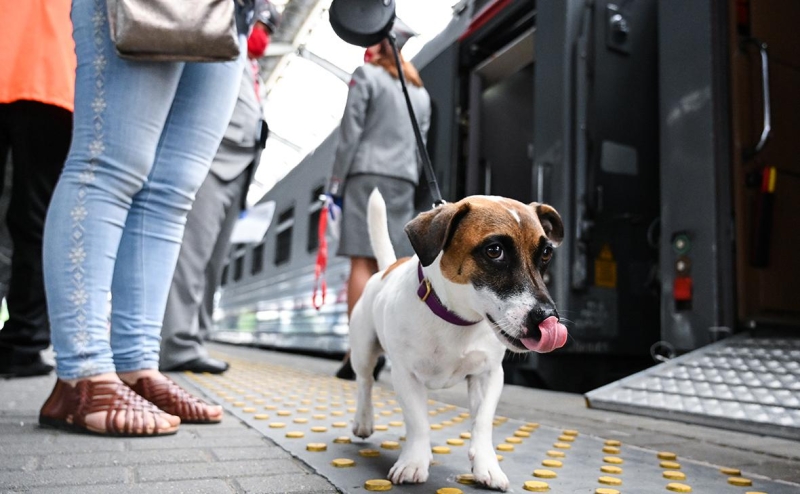 Запашный оценил перспективы запрета цирка с животными