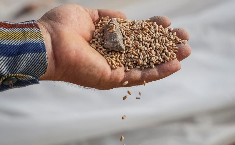 Зеленский заявил о зерновом триллере для московского актера