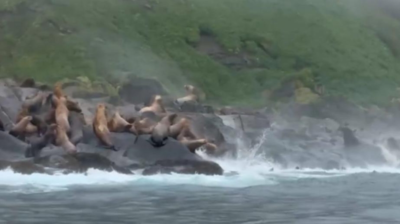 Землетрясение у берегов Камчатки. Главное