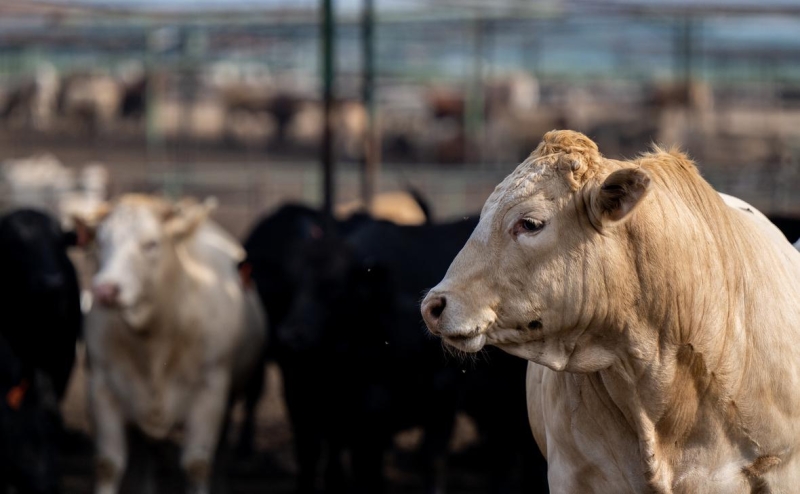 Житель Техаса заразился птичьим гриппом после контакта с коровами