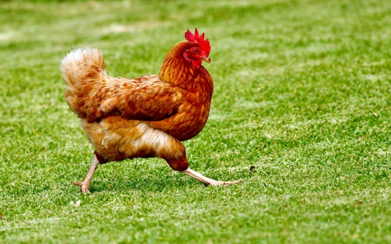 Житель Техаса заразился птичьим гриппом после контакта с коровами