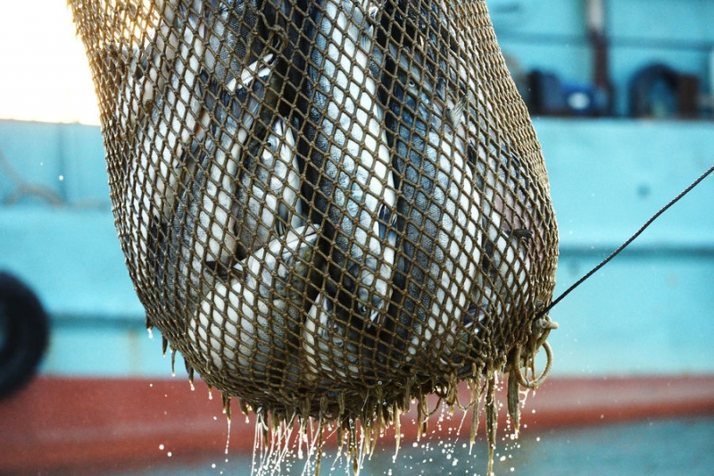 Жители Хабаровска пожаловались на&nbsp;горы рыбьих голов на&nbsp;берегу Амура