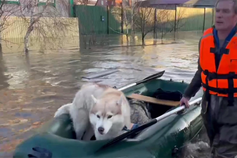 «Животный» взгляд на события в мире в 2024 году. Фотогалерея