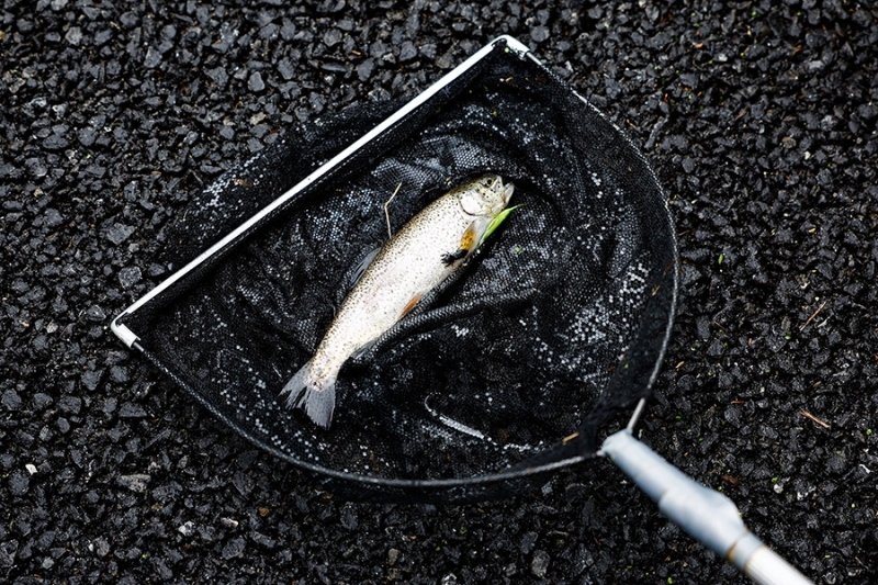 «Животный» взгляд на события в мире в 2024 году. Фотогалерея