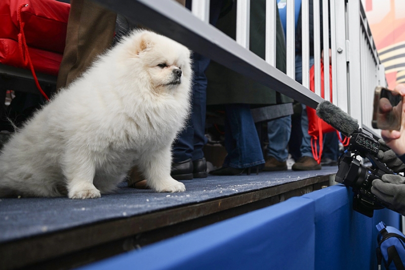 «Животный» взгляд на события в мире в 2024 году. Фотогалерея