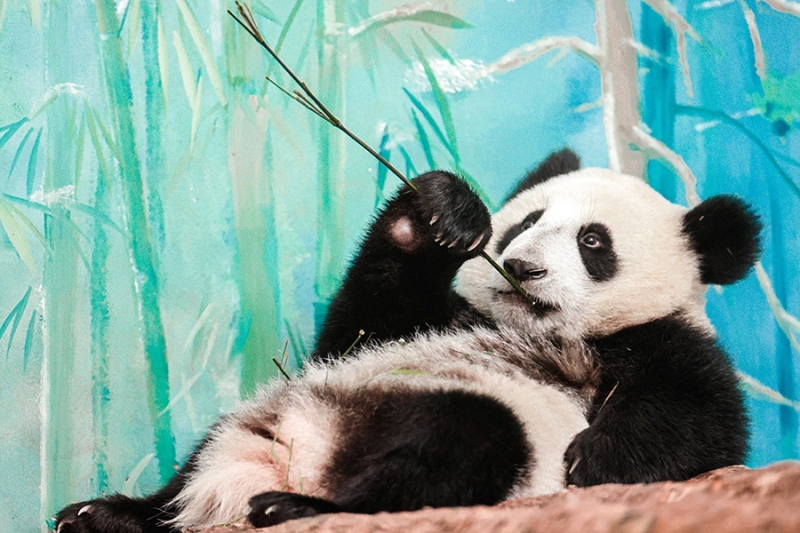 «Животный» взгляд на события в мире в 2024 году. Фотогалерея