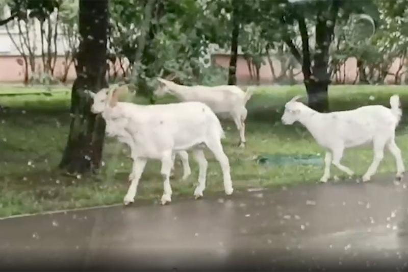 «Животный» взгляд на события в мире в 2024 году. Фотогалерея