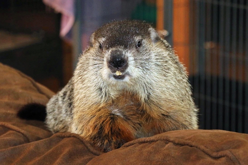 «Животный» взгляд на события в мире в 2024 году. Фотогалерея