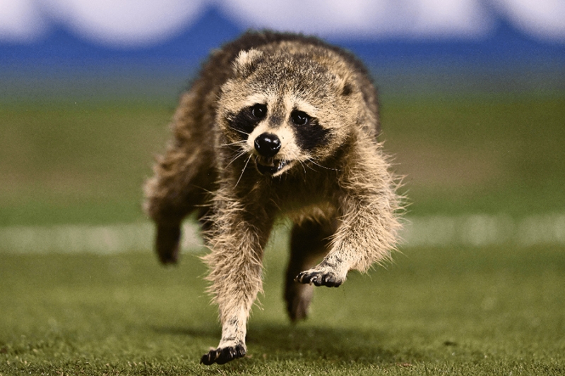 «Животный» взгляд на события в мире в 2024 году. Фотогалерея