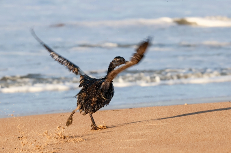 «Животный» взгляд на события в мире в 2024 году. Фотогалерея