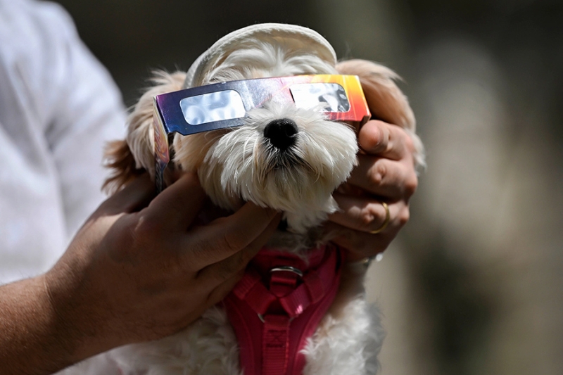 «Животный» взгляд на события в мире в 2024 году. Фотогалерея