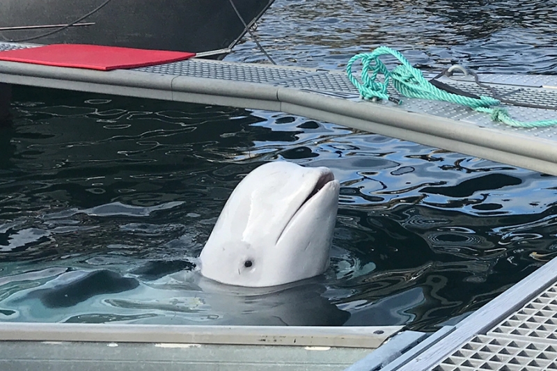 «Животный» взгляд на события в мире в 2024 году. Фотогалерея