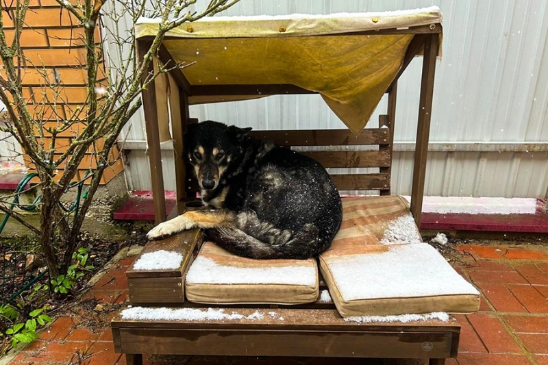 «Животный» взгляд на события в мире в 2024 году. Фотогалерея