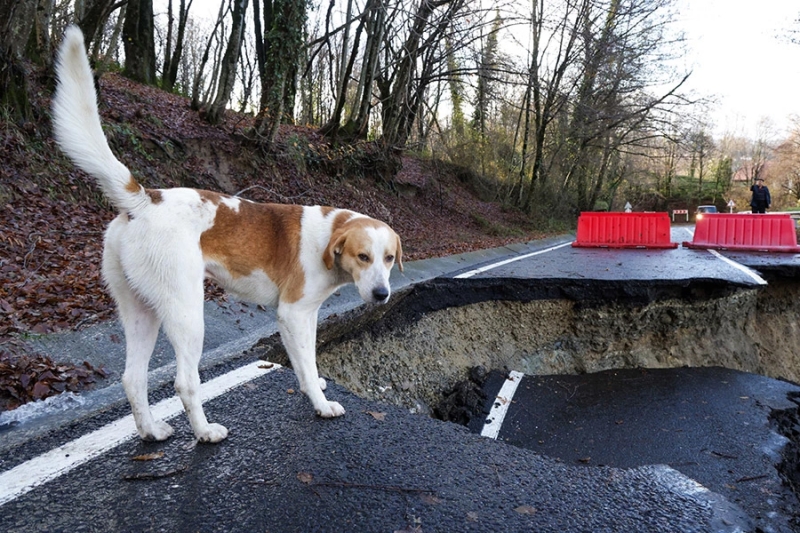 «Животный» взгляд на события в мире в 2024 году. Фотогалерея